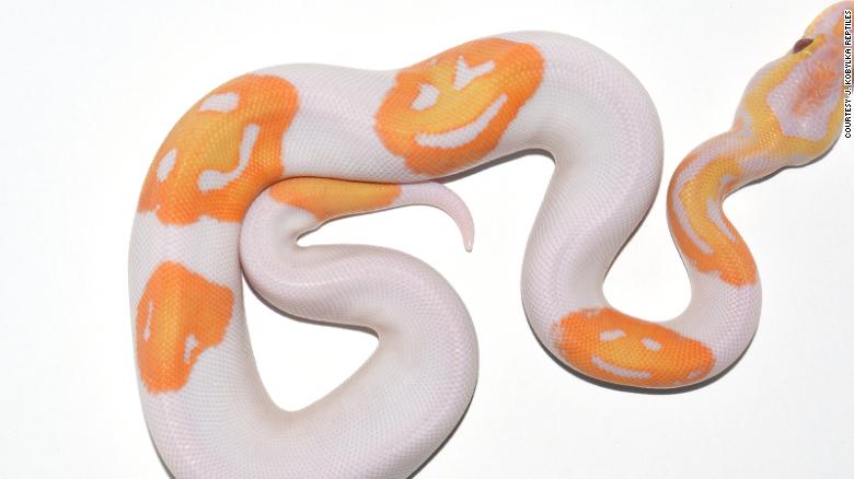A snake that smiles right back at you … three times