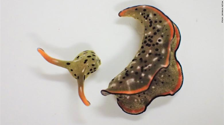 These sea slugs can self-decapitate and grow a new body