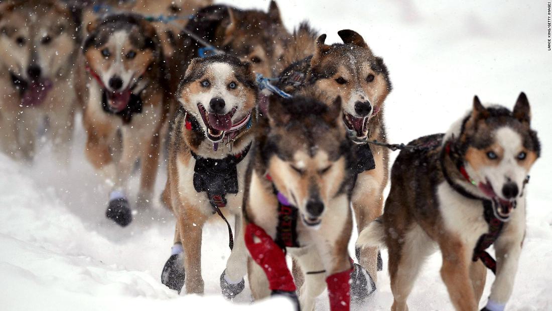 The legendary Iditarod sled dog race going ahead amid the pandemic