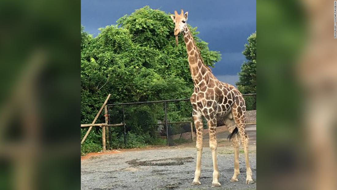 Stir Zoofari, Virginia: Zoo staff devastated by the loss of two giraffes killed in a fire