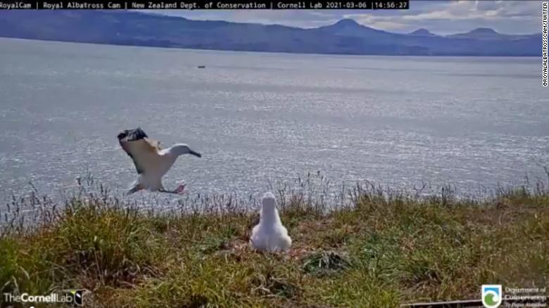 This face-planting albatross in New Zealand is the laugh we all need
