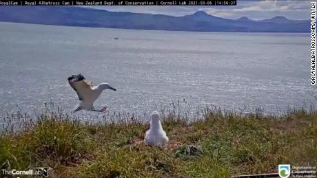 This adult albatross went viral after face-planting upon landing during a live stream.