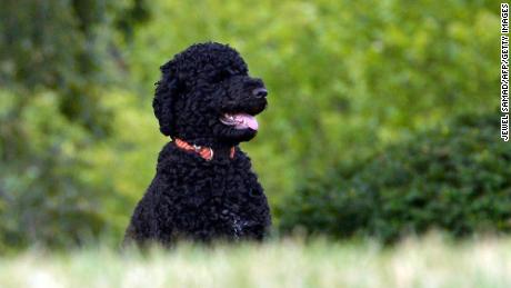 Former President Barack Obama&#39;s family dog Sunny arrived at the White House in August 2013.