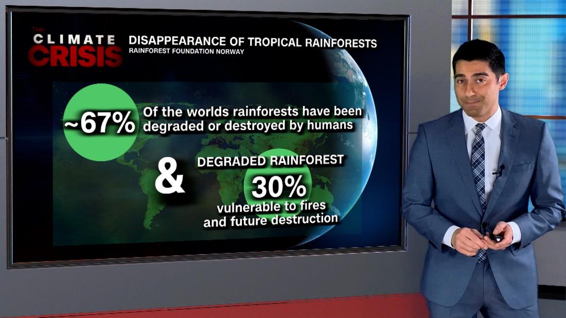 Rainforest destruction impacts more than climate change - CNN
