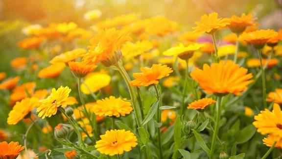 Sweet Yards Seed Co. Calendula 'Pacific Beauty Mix,' Over 3,000 Open-Pollinated Seeds 