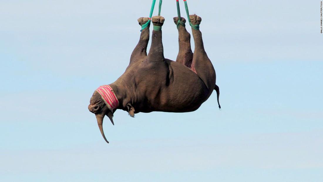 Strapping the ropes to the rhino&#39;s legs for an upside-down airlift translocation takes just minutes, says Radcliffe -- much faster than the alternative stretcher method.