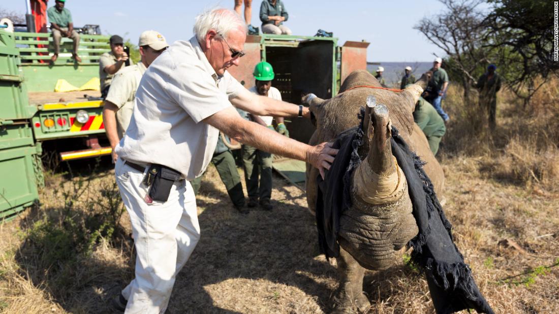 But the most common way to move rhinos is still by truck. Jacques Flamand (pictured) says airlifts are only used to remove rhinos from remote areas. Once they&#39;re in an accessible location, the rest of the journey will be made by road. 