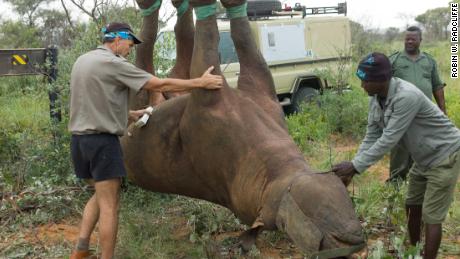تجربة وحيد القرن المقلوبة تفوز بجائزة إيج نوبل