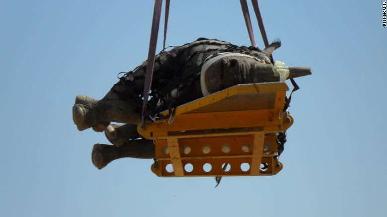 Securing a rhino to a stretcher takes up to half an hour.