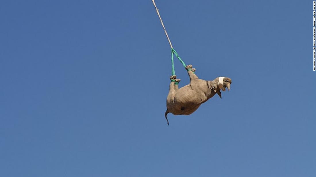 To move critically endangered black rhinos away from poaching hotspots, conservationists sometimes airlift them upside down. While it might look uncomfortable, a &lt;a href=&quot;https://meridian.allenpress.com/jwd/article-abstract/doi/10.7589/2019-08-202/451340/THE-PULMONARY-AND-METABOLIC-EFFECTS-OF-SUSPENSION&quot; target=&quot;_blank&quot;&gt;recent study&lt;/a&gt; has revealed that this practice is better for rhino health than lying them down on stretchers. &lt;br /&gt;&lt;strong&gt;Scroll through the gallery to learn more about upside-down rhino translocation.&lt;/strong&gt;