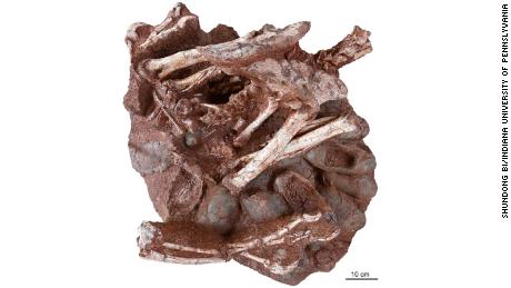 Researchers discover a dinosaur preserved sitting on a nest of eggs with fossilized embryos, a first