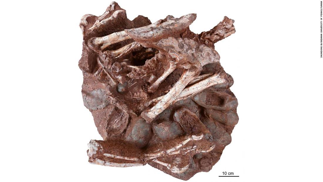 Researchers discover a dinosaur sitting on a nest of eggs with fossilized embryos, a first