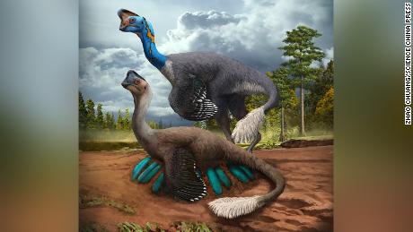 An attentive oviraptorid theropod dinosaur broods its nest of blue-green eggs while its mate looks on in what is now Jiangxi Province of southern China some 70 million years ago. Artwork by Zhao Chuang.