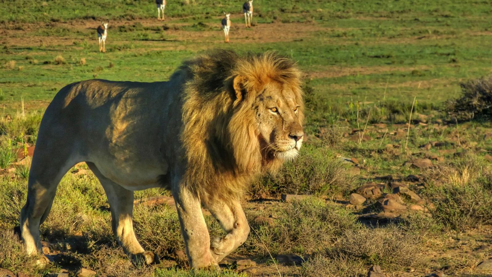 Sacrifican a 2 leones que mataron a trabajador de un parque en Sudáfrica e  investigan causas del ataque - CNN Video