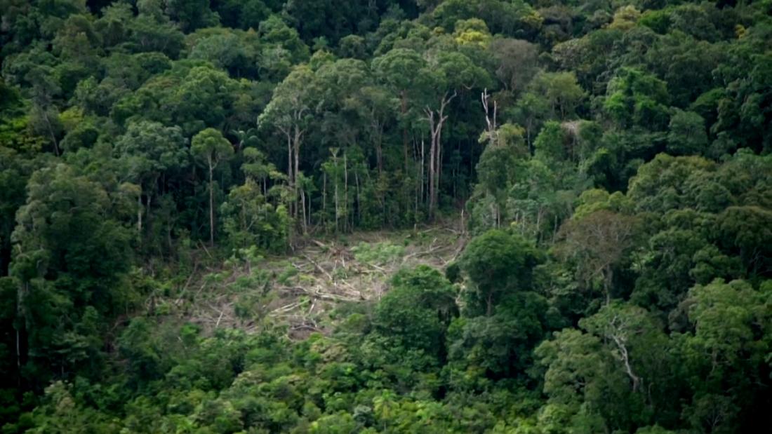 Bosque amazónico en peligro: el impacto de la deforestación es aún ...