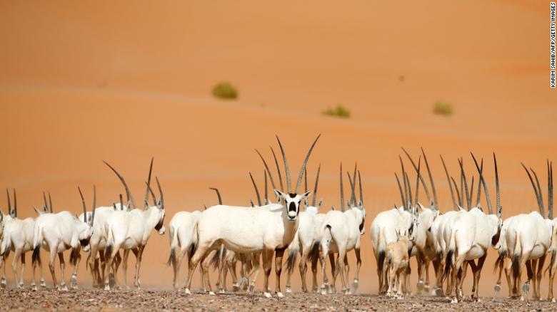 Hunted for its meat, hide and horns, the Arabian oryx disappeared from the wild in the 1970s but has since been reintroduced in Israel, Oman, Saudi Arabia, Jordan and the United Arab Emirates.