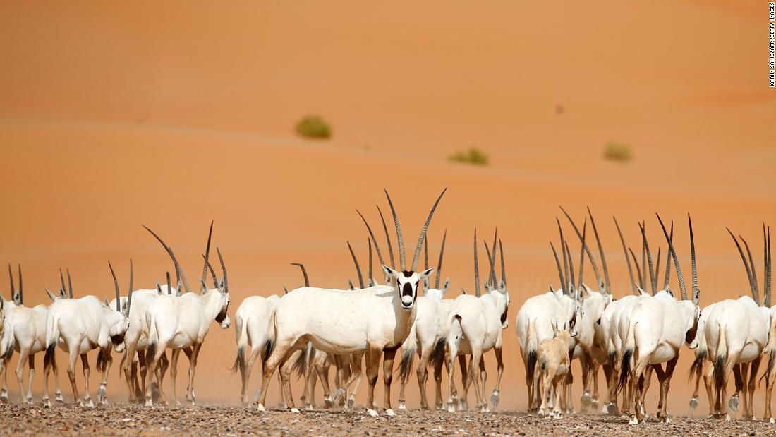 Adapted to desert life, the Arabian oryx can go long periods without water in its harsh, arid habitat. But&lt;strong&gt; &lt;/strong&gt;having been hunted for its meat, hide and horns, the species disappeared from the wild in the &lt;a href=&quot;https://www.marwell.org.uk/zoo/explore/animals/82/arabian-oryx&quot; target=&quot;_blank&quot;&gt;1970s&lt;/a&gt;. Since then, it has been reintroduced in Israel, Oman, Saudi Arabia, Jordan and the United Arab Emirates. The &lt;a href=&quot;https://www.iucnredlist.org/species/15569/50191626#population&quot; target=&quot;_blank&quot;&gt;IUCN&lt;/a&gt; estimates more than 1,200 Arabian oryx live in the wild, with over 6,000 in captivity, and changed its status from &quot;endangered&quot; to &quot;vulnerable&quot; in &lt;a href=&quot;https://fossilrim.org/animals/arabian-oryx/&quot; target=&quot;_blank&quot;&gt;2011&lt;/a&gt;, reflecting the success of the reintroduction programs.