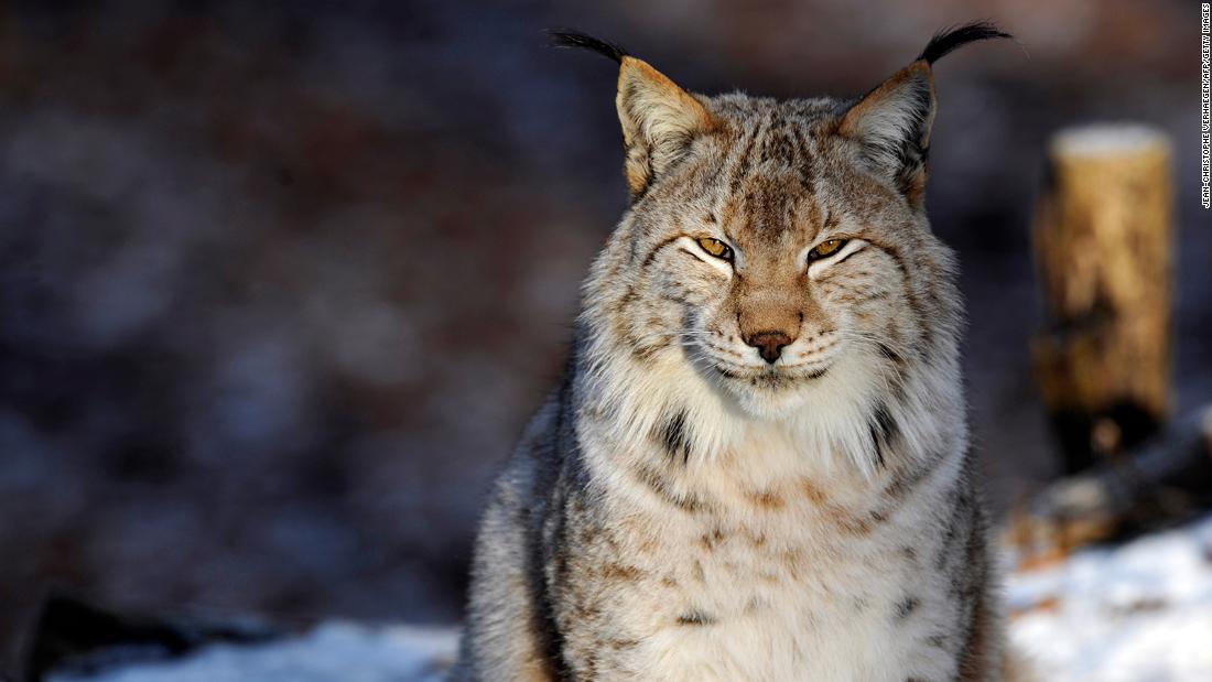 Extinct across Central Europe since the &lt;a href=&quot;https://rewildingeurope.com/rewilding-in-action/wildlife-comeback/lynx/?gclid=CjwKCAjwu5CDBhB9EiwA0w6sLYvVspnTilC8ymkPq-sk5239dy9qV6tfrH50MTIpbKGtGfy0rJx36xoCfL8QAvD_BwE&quot; target=&quot;_blank&quot;&gt;1800s&lt;/a&gt;, the Eurasian lynx has returned to several countries, including Switzerland, France, Italy, Austria and Germany, thanks to a series of reintroduction programs that began in the 1970s. However, the &lt;a href=&quot;https://link.springer.com/article/10.1007/s13364-020-00527-6&quot; target=&quot;_blank&quot;&gt;fragmentation&lt;/a&gt; of these populations is still a barrier and conservationists are now exploring ways to connect animals scattered in isolated groups across the continent.