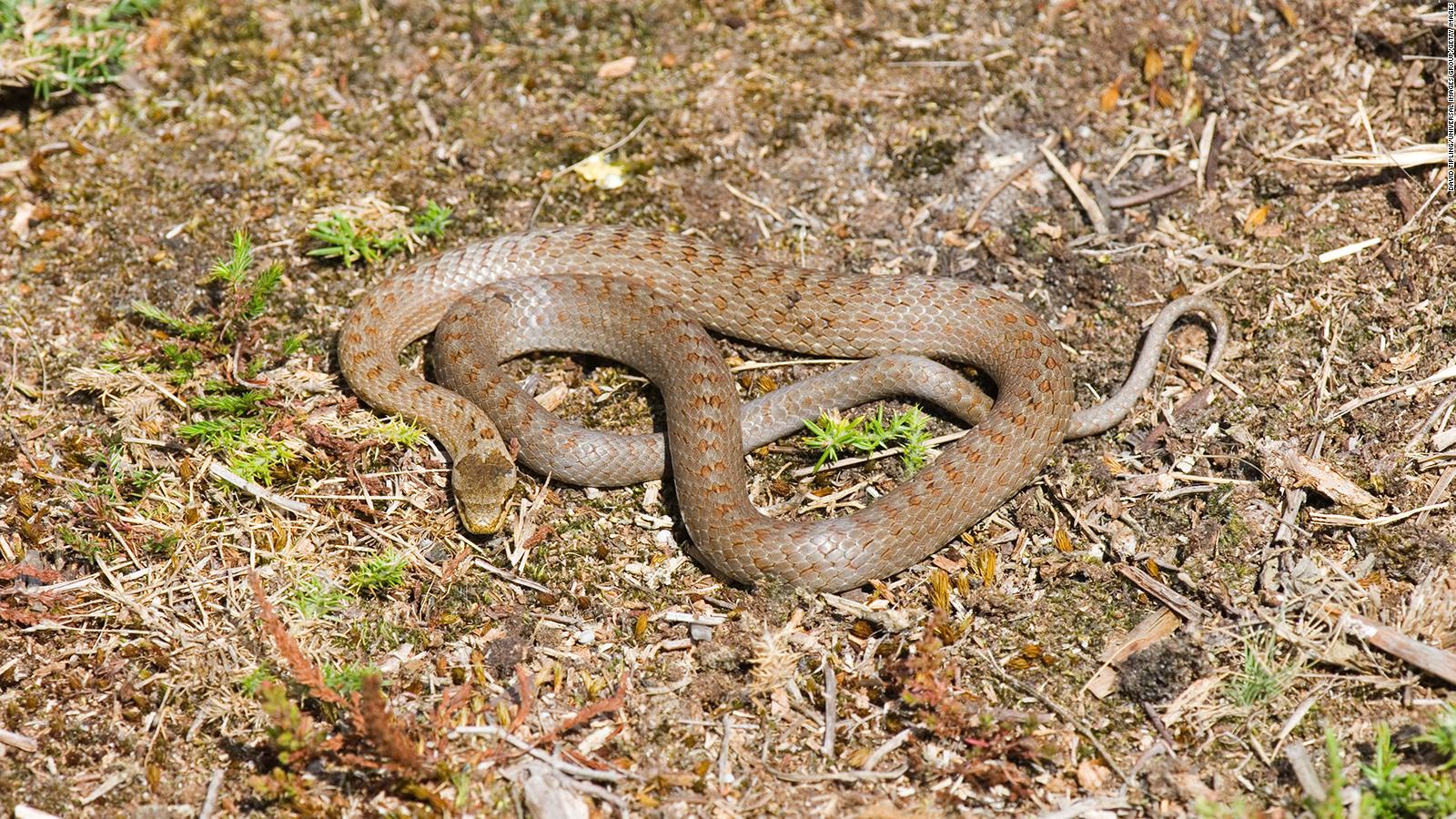 These animals went extinct in the wild. Scientists brought them back - CNN