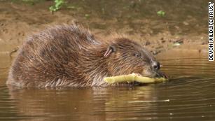 These animals went extinct in the wild. Scientists brought them back - CNN