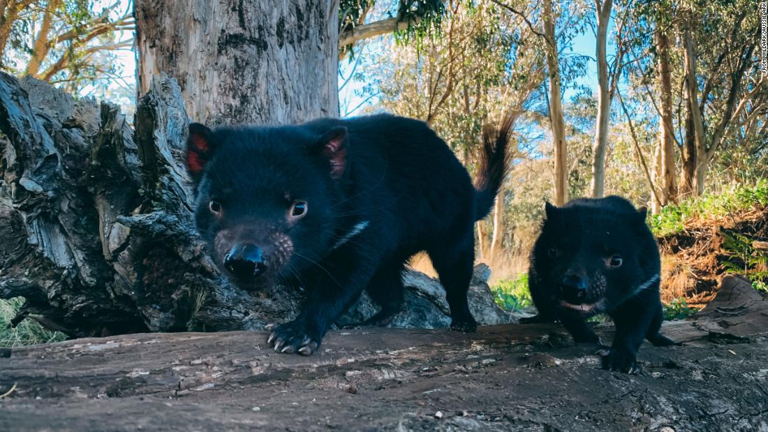 The &lt;a href=&quot;https://edition.cnn.com/2020/10/05/australia/tasmanian-devils-mainland-australia-scli-intl-scn/index.html&quot; target=&quot;_blank&quot;&gt;Tasmanian devil&lt;/a&gt; hasn&#39;t always been restricted to Tasmania. Around 3,000 years ago, the cute marsupials once roamed across Australia but were forced out when dingoes arrived. Their numbers were further decimated by Devil Facial Tumor Disease (DFTD), a contagious form of cancer that killed 90% of the remaining population. In 2020, the creatures were reintroduced to a wildlife sanctuary in New South Wales in Australia, helping to expand the animal&#39;s population beyond its namesake island and  control feral cat and fox numbers.