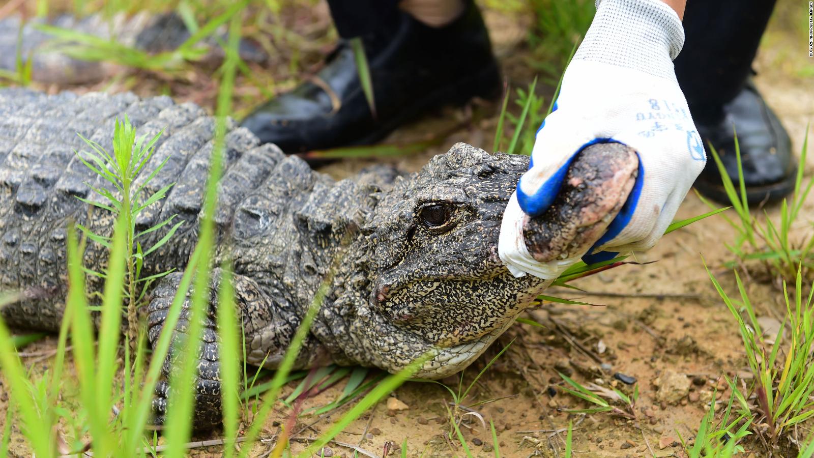 These animals went extinct in the wild. Scientists brought them back - CNN