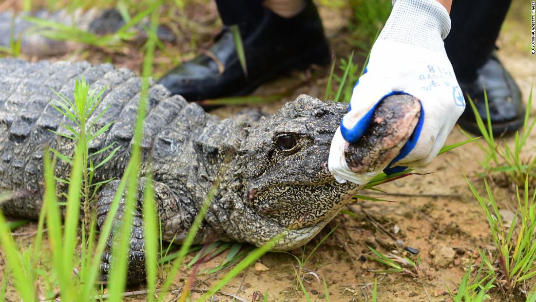 Once widespread across the Yangtze River basin, the Chinese alligator&#39;s numbers declined drastically as much of their habitat was converted to rice fields. In &lt;a href=&quot;https://china.wcs.org/Wildlife/Chinese-Alligator.aspx&quot; target=&quot;_blank&quot;&gt;1999&lt;/a&gt;, a survey found around 100 animals in the wild at just 10 locations, but in &lt;a href=&quot;https://www.iucncsg.org/365_docs/attachments/protarea/02_A-aae9ca58.pdf&quot; target=&quot;_blank&quot;&gt;2001&lt;/a&gt;, captive breeding and reintroduction programs started returning small numbers of the reptiles to protected areas. In 2019, a further release of &lt;a href=&quot;https://news.cgtn.com/news/3d3d774e3441544d35457a6333566d54/index.html&quot; target=&quot;_blank&quot;&gt;120&lt;/a&gt; alligators more than doubled the wild population.