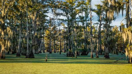 A cypress swamp in the Mississippi Delta.