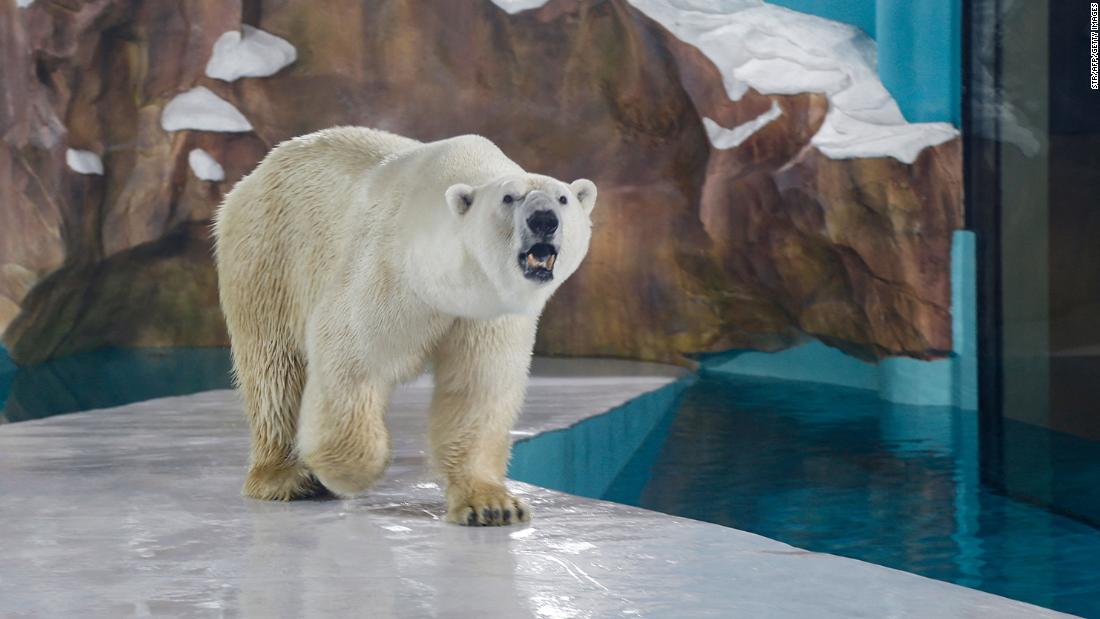 Chinese ‘polar bear hotel’ opens for full reservations, criticism