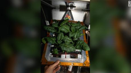 Previously unknown bacteria discovered on the space station could help grow plants