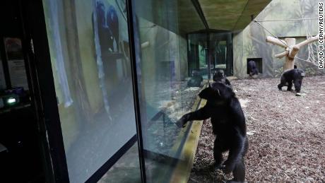 Chimpanzees in two Czech zoos zoom in on each other every day
