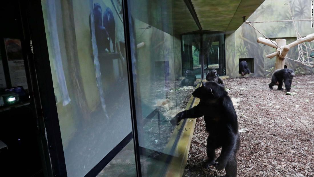 Chimpanzees from two Czech zoos zoom in on each other