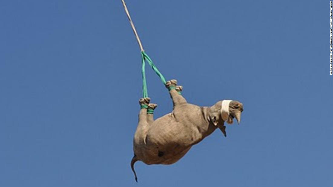 Why airlifting rhinos the wrong way up is important to conservation