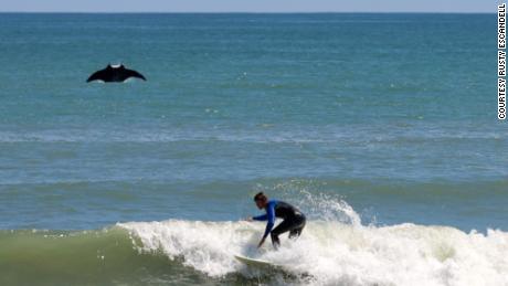 Rusty Escandell says he noticed a little splash while taking pictures of surfers in Satellite Beach, Florida, but he didn&#39;t know that a huge manta ray had jumped out of the water until he looked at the photos at home.