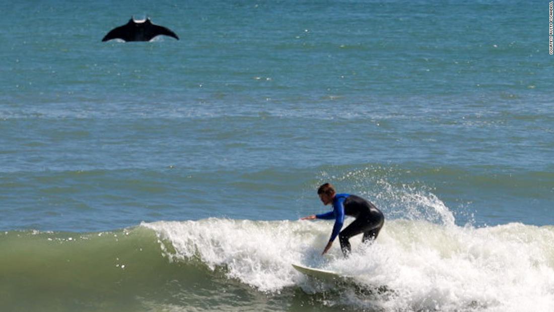 A giant manta ray jumped out of the ocean and photobombed a surfer in Florida