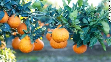 A Sumo Citrus fruit on a tree.