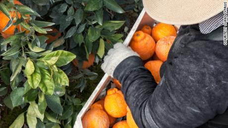 Sumo Citrus mandarins are carefully and meticulously packed. 