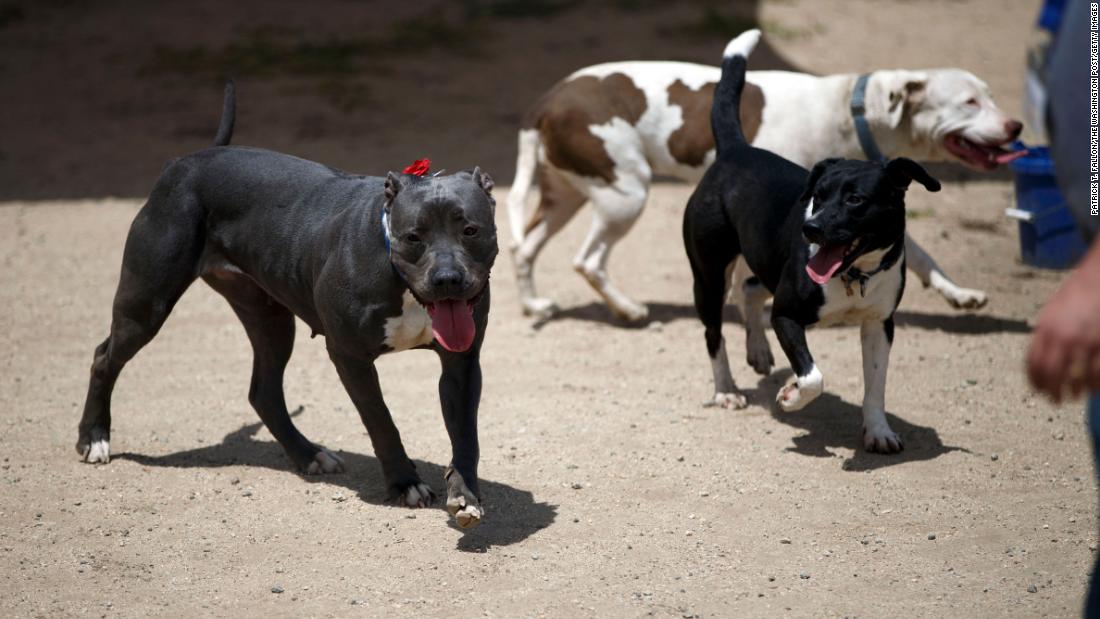 Los Angeles becomes the largest US city with a 'no-kill' animal shelter, group says