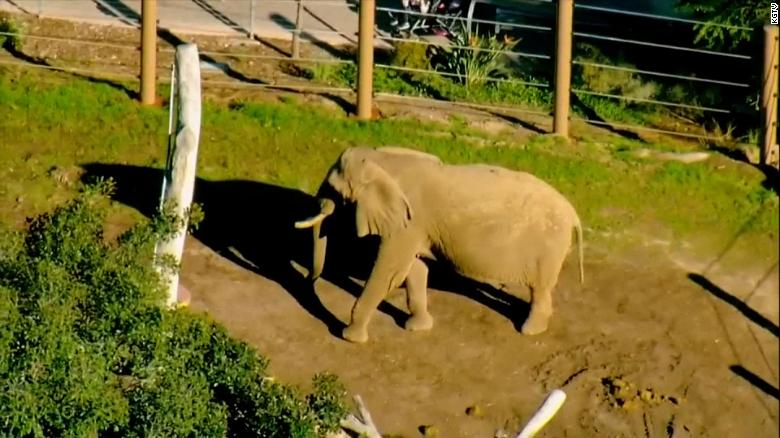 Man arrested after taking his toddler into an elephant enclosure at San Diego Zoo