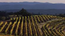 A winery will pay you $10,000 a month to live and work in Sonoma rent-free. 