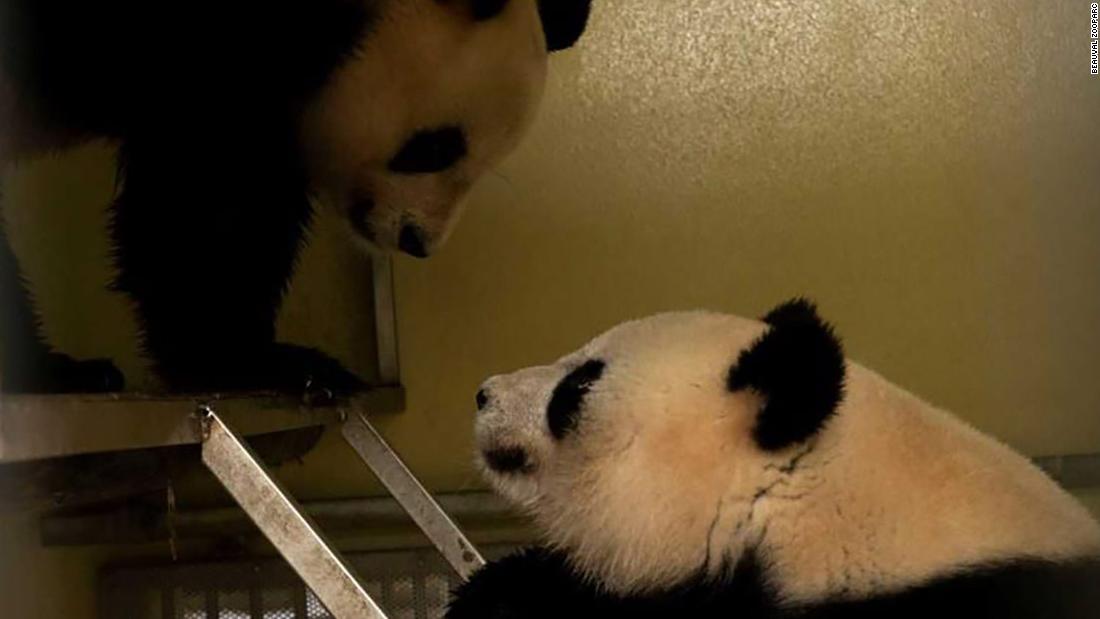 Des pandas géants s’accouplent « plusieurs fois » au ZooParc de Beauval, France