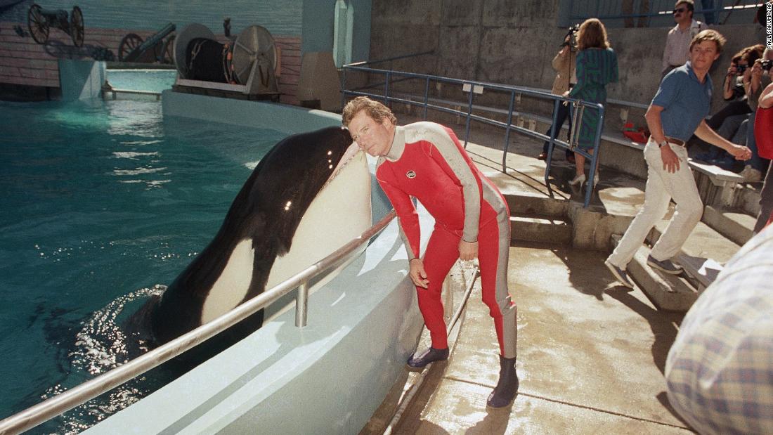 Shatner is kissed by a whale while visiting a wildlife park in Vallejo, California, in 1987. Shatner was promoting contributions to the California Rare and Endangered Species Preservation Program.