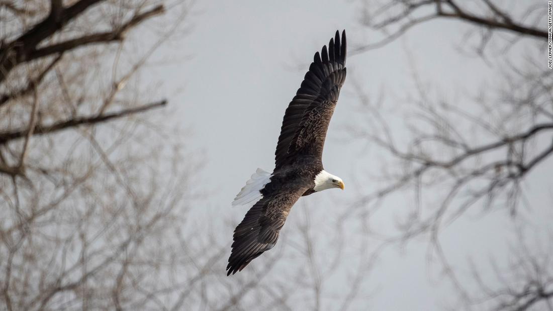 The American bald eagle population has quadrupled since 2009, report says