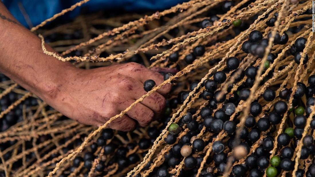 This palm tree nearly went extinct. Now its super-berries are helping to save it