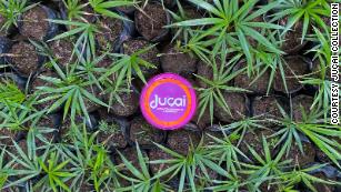 Ju & ccedil; a & iacute;  usa as sementes da baga da produção de celulose para plantar novas mudas de ju & ccedil; ara.