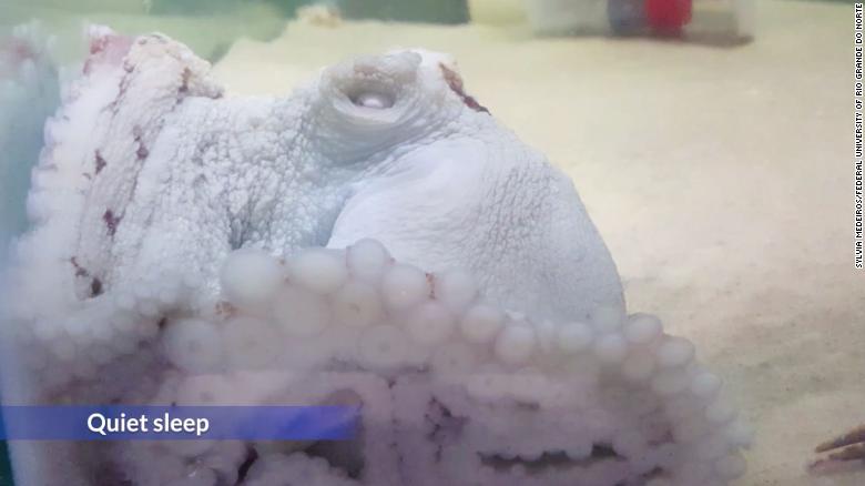 Do octopuses dream? Maybe. But they definitely change colors while they sleep