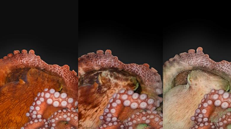 Watch octopuses change color while they sleep