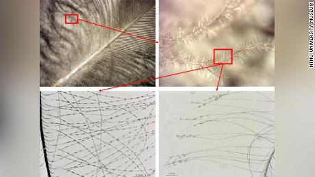 Zooming in on individual areas of a feather helped researchers determine which birds the feathers came from.