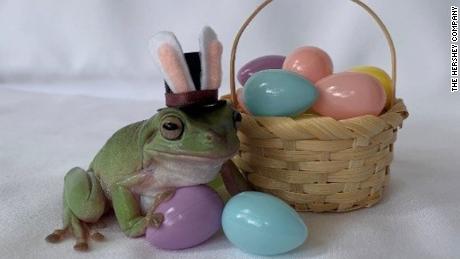 A tree frog named Betty is the first amphibian to be named Cadbury&#39;s 2021 Easter Bunny. 