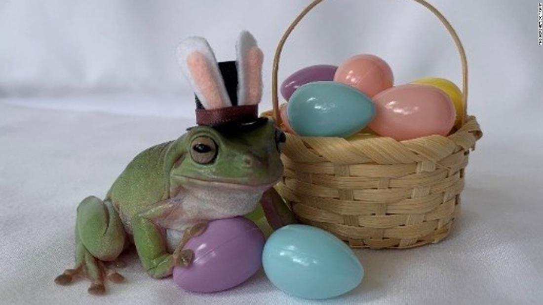 A tree frog named Betty is this year's Cadbury Easter Bunny mascot